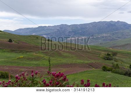 Landscape With Colorful Blossoming Pastures And Fields, Honey Flowers Sulla From Sicily, Agriculture