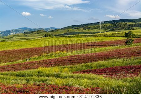 Landscape With Colorful Blossoming Pastures And Fields, Honey Flowers Sulla From Sicily, Agriculture