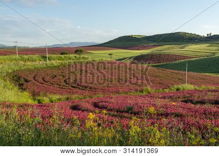 Landscape With Red Blossom Of Honey Flowers Sulla On Pastures And  Green Wheat Fields On Hills Of Si