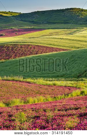 Landscape With Red Blossom Of Honey Flowers Sulla On Pastures And  Green Wheat Fields On Hills Of Si
