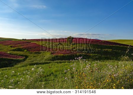 Landscape With Red Blossom Of Honey Flowers Sulla On Pastures And  Green Wheat Fields On Hills Of Si