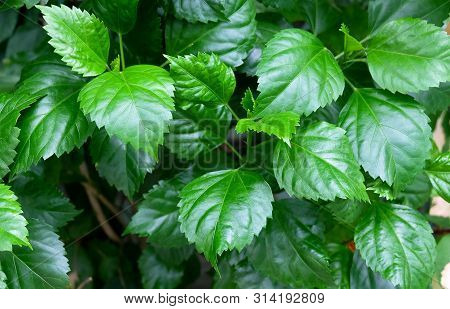 Fresh Green Hibiscus, Rose Mallow Or Bunga Raya Plant In A Garden.