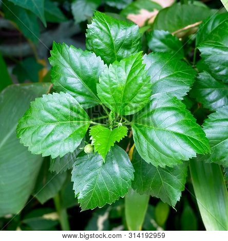 Fresh Green Hibiscus, Rose Mallow Or Bunga Raya Plant In A Garden.