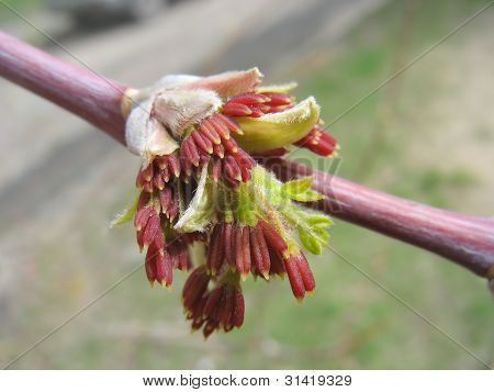 ฤดูใบไม้ผลิ เรดเมเปิลเบด Catkins แมโคร