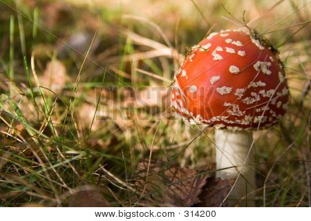 Champignon