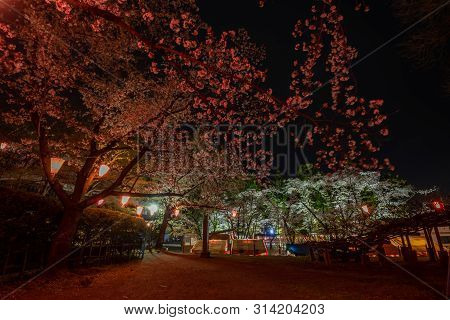 Nagano, Japan - April 19, 2019 : Night View Of  Full Bloom Cherry Blossoms At Ueda Castle In Nagano 