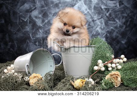Puppy Pomeranian Spitz Sitting In A Bucket On A Gray Background
