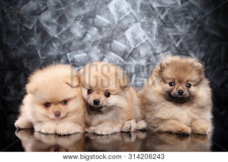 Group Of Zwerg-spitz Puppies Lying On Dark Background