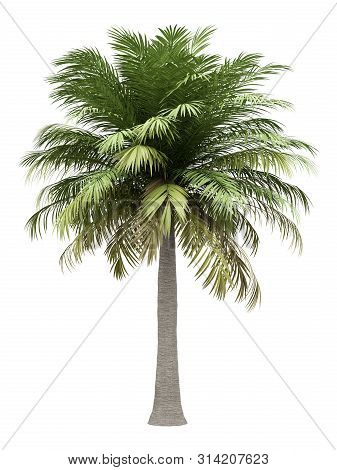 Chilean Wine Palm Tree Isolated On White Background. 3d Illustration