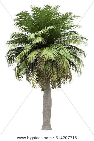 Chilean Wine Palm Tree Isolated On White Background. 3d Illustration