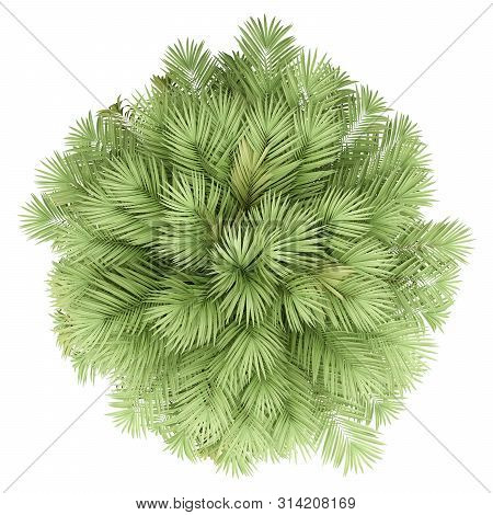 Chilean Wine Palm Tree Isolated On White Background. Top View. 3d Illustration