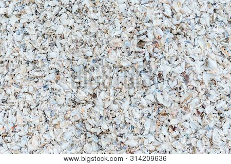 The View From The Top. Summer Beach And Sea Background With Seashell On The Beach. The Concept Of Va