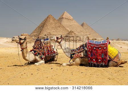 Camels In Giza Pyramid Complex, Cairo, Egypt