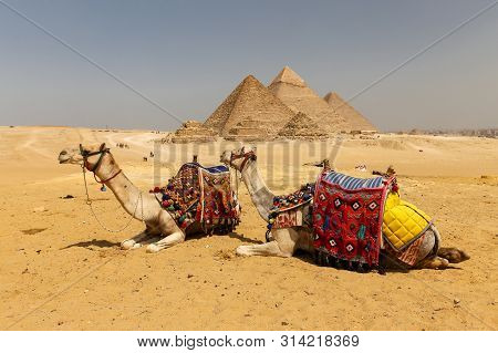 Camels In Giza Pyramid Complex, Cairo, Egypt