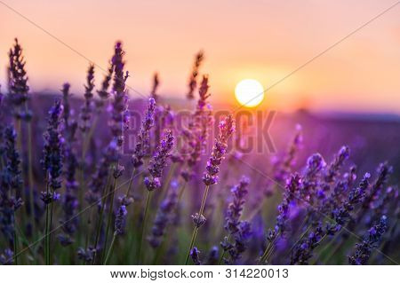 Lavender Flowers At Sunset In Provence, France. Macro Image, Shallow Depth Of Field