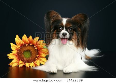 Cane di razza Papillon con girasole