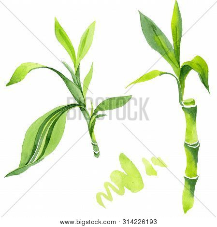 Bamboo Green Leaves. Watercolor Background Illustration Set. Isolated Bamboo Illustration Element.