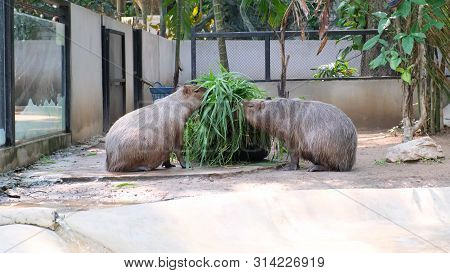 Capybara Largest Rodent In The World. Capybara Sitting On Green Grass.