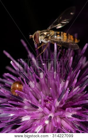 Marmalade Hoverfly