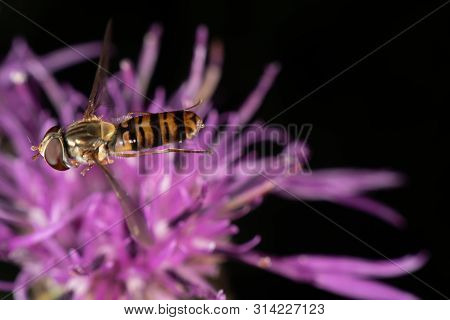 Marmalade Hoverfly