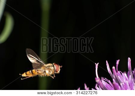 Marmalade Hoverfly