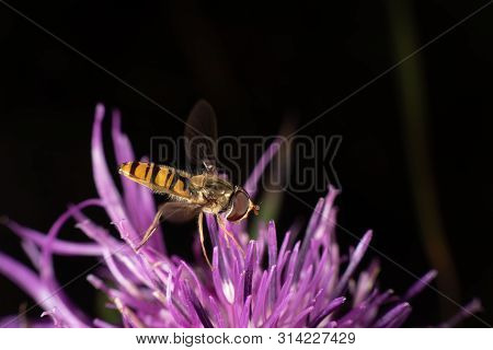 Marmalade Hoverfly
