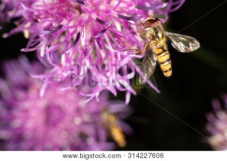 Marmalade Hoverfly