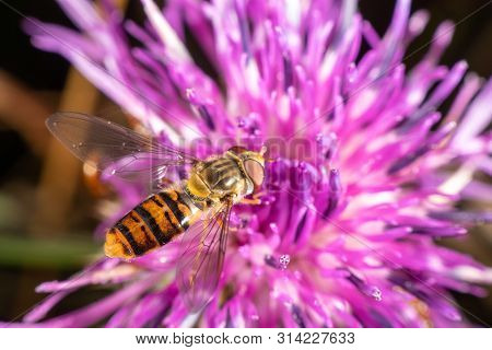 Marmalade Hoverfly
