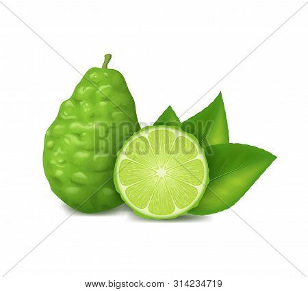Realistic 3d Detailed Whole Green Kaffir Lime With Half. Vector