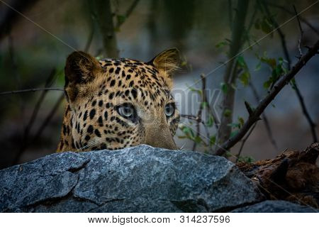 Peek A Boo Moment With Aggressive Leopard Or Panthera Pardus Head Shot With Expression Eating Carcas