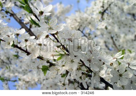 Blossom