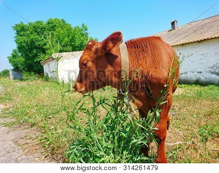 Beautiful Young Calf Grazes On An Old Ranch