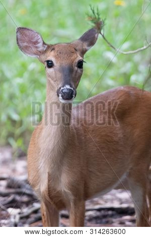 White Tail Deer Wandering Around Thick Forest Near Water