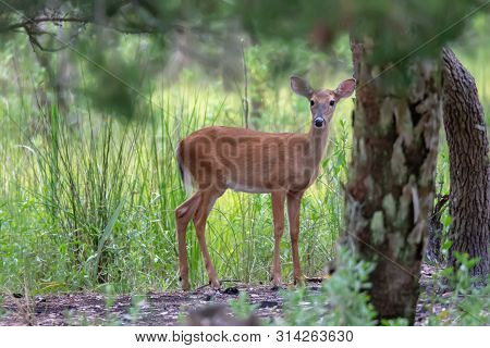 White Tail Deer Wandering Around Thick Forest Near Water