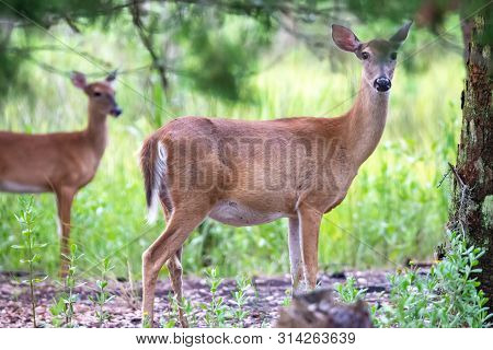 White Tail Deer Wandering Around Thick Forest Near Water