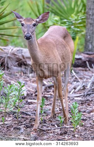 White Tail Deer Wandering Around Thick Forest Near Water