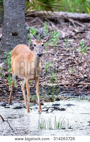 White Tail Deer Wandering Around Thick Forest Near Water