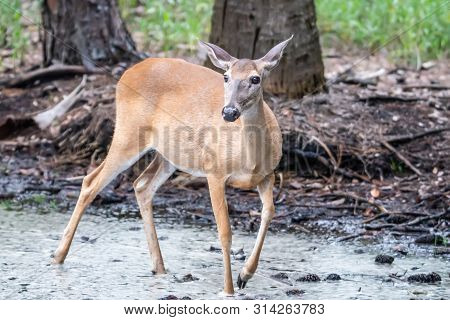 White Tail Deer Wandering Around Thick Forest Near Water