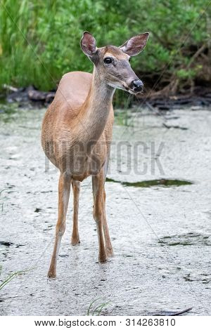 White Tail Deer Wandering Around Thick Forest Near Water