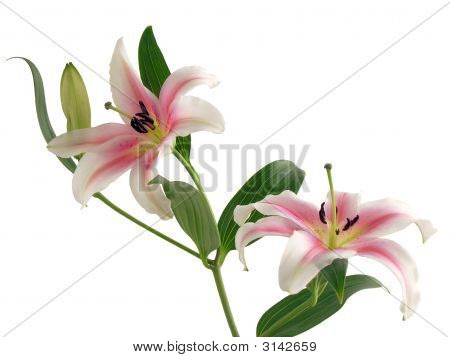 Lily