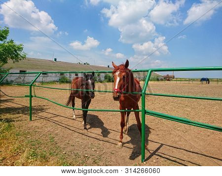 Two Beautiful Thoroughbred Horses Are Walking On A Farm Against A Blue Sky