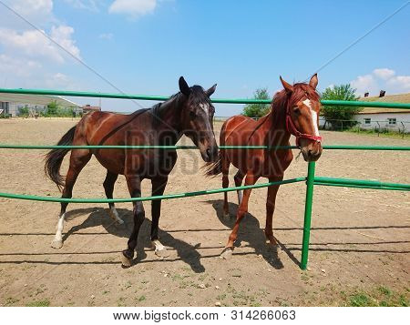 Two Beautiful Thoroughbred Horses Are Walking On A Farm Against A Blue Sky