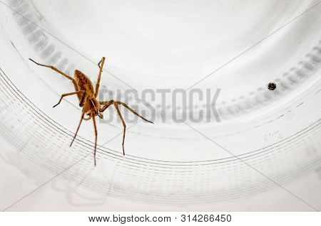 Giant House Spider (eratigena Atrica) And Larvaes, Isolated On White Background