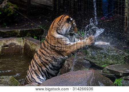 Tiger Playing With Water From A Hose In The Park.