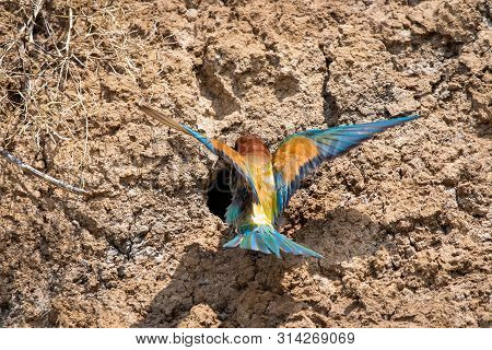 European Bee-eater Or Merops Apiaster On Ground Near Hole Nest.