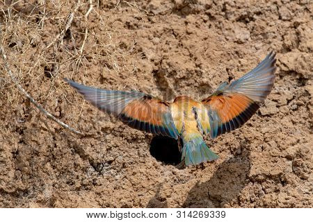 European Bee-eater Or Merops Apiaster On Ground Near Hole Nest.