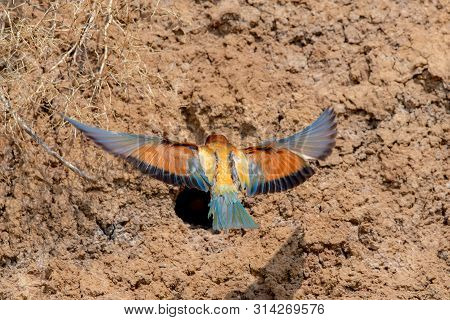 European Bee-eater Or Merops Apiaster On Ground Near Hole Nest.