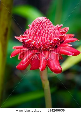 Exotic Red Torch Ginger Flower Blossom Etlingera Elatior