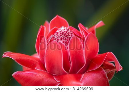 Exotic Red Torch Ginger Flower Blossom Etlingera Elatior