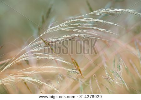 Nature Background With Wildgrass Under Sunlight. Selective Focus. Plant Background.